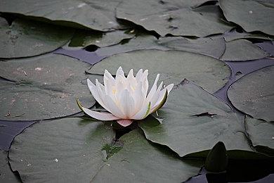 STEAM《三重幻想》RPG与《棕色尘埃》推出第3波限时联名活动